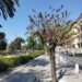 Cagliari, c’era una volta la “foresta urbana”: ecco come stanno morendo gli alberi della nuova via Roma
